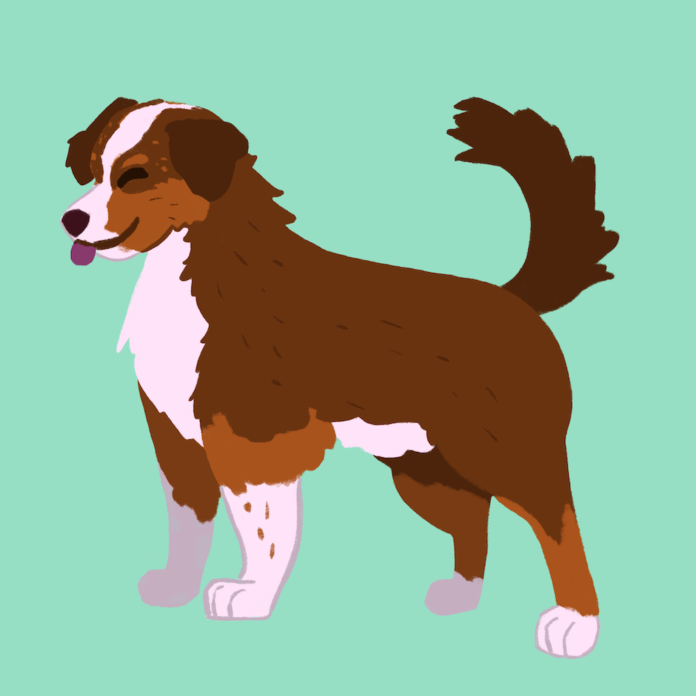 illustration of an Australian Shepherd on a blue background
